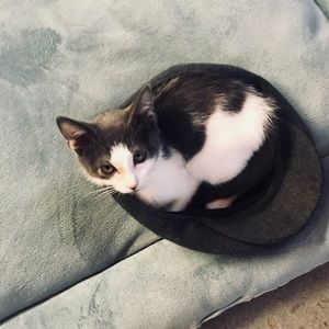 Meet your Posher, Rose